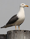 juvenile LBBG in October, ringed in Norway. (131273 bytes)